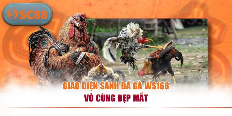 Giao diện sảnh đá gà WS168 vô cùng đẹp mắt